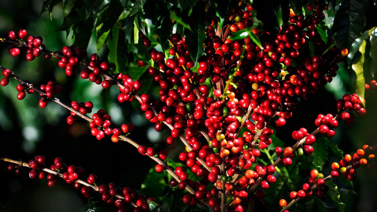 Café Cereja Exportadora Guaxupe