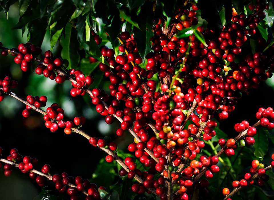 Café Cereja Exportadora Guaxupe