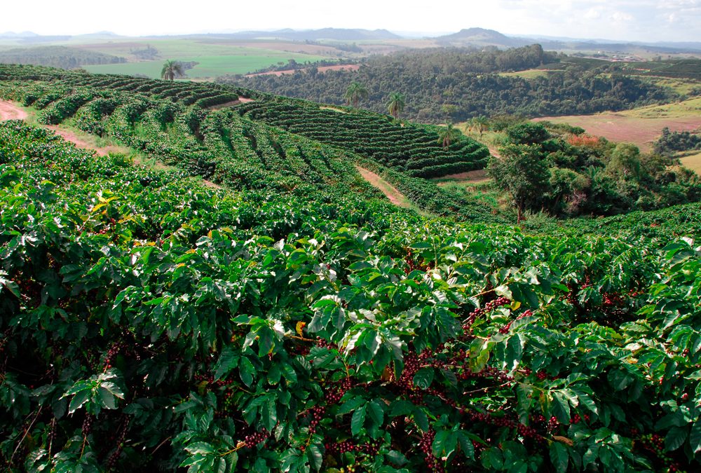 Origem e história do Café