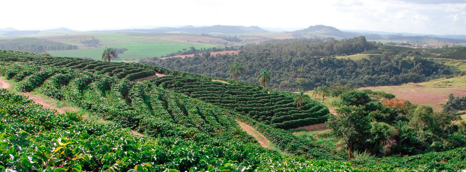 Origem e história do Café