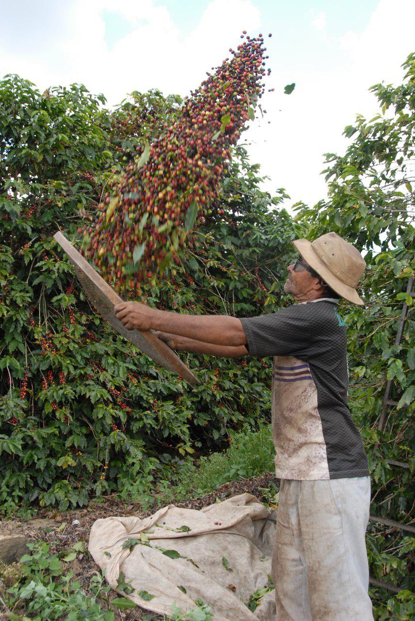 Produtores de cafe Exportadora Guaxupe